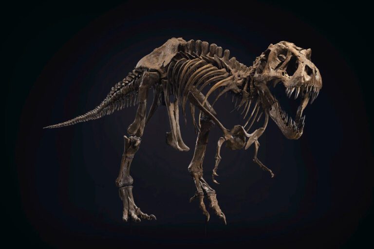 stan-t-rex-skeleton-stuff-detective