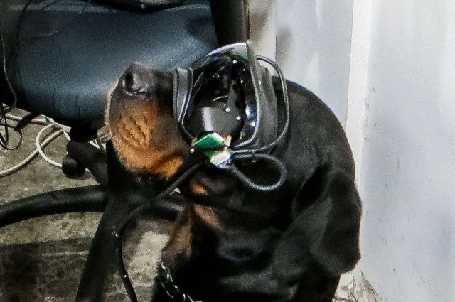 AR dog goggles